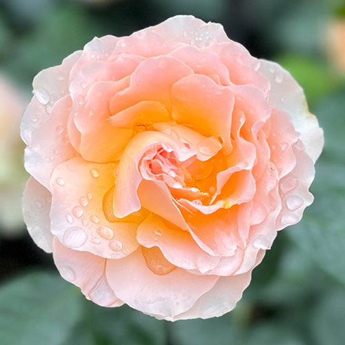 Gift Wrapped Harkness The Rob Burrow MND Rose