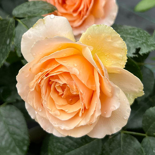 Gift Wrapped Harkness The Rob Burrow MND Rose