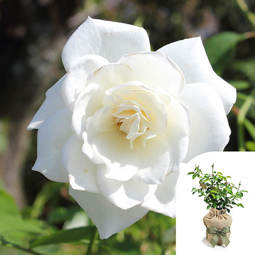 Gift Wrapped Rose Snow White