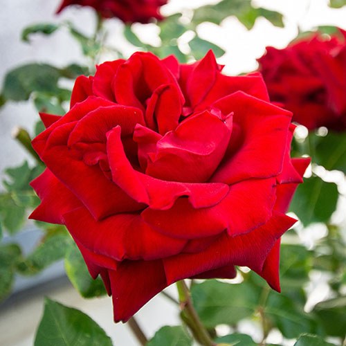 Gift Wrapped Rose Ingrid Bergman