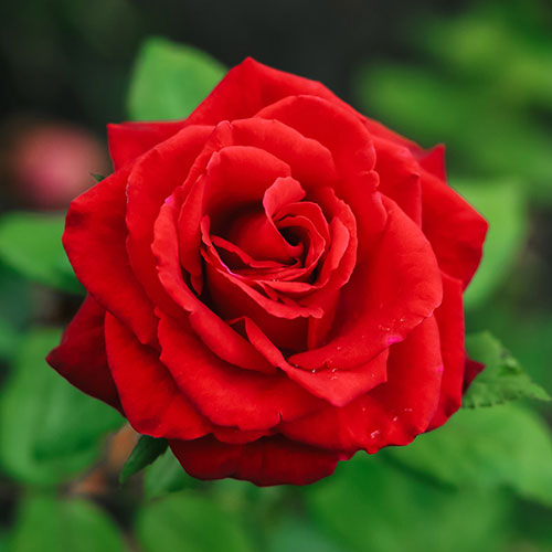 Gift Wrapped Rose Ingrid Bergman