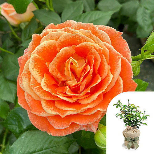 Gift Wrapped Harkness Fab at 50 � Birthday Rose