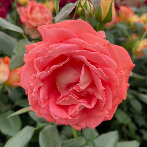 Gift Wrapped Harkness Fab at 50 � Birthday Rose