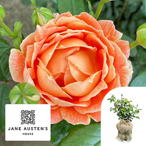 Gift Wrapped Harkness Rose Jane Austen ® Gift Wrapped Harkness Rose Jane Austen ®