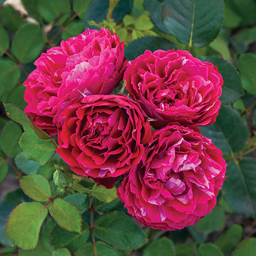 Gift Wrapped Rose Konstantina Freska Gift Wrapped Rose Konstantina Freska