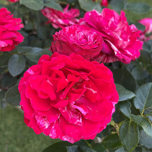 Gift Wrapped Harkness Rose Precious Memories �