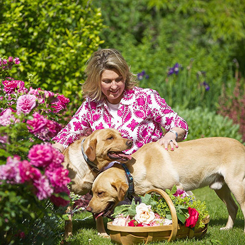 Gift Wrapped Harkness Rose Lady Carnarvon
