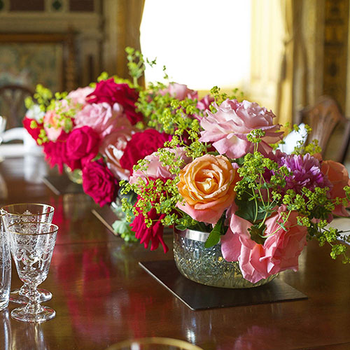 Gift Wrapped Harkness Rose Lady Carnarvon