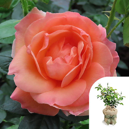 Gift Wrapped Harkness Rose Lady Marmalade �