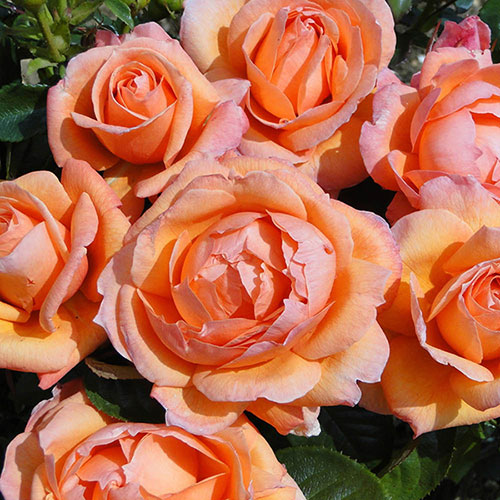 Gift Wrapped Harkness Rose Lady Marmalade �