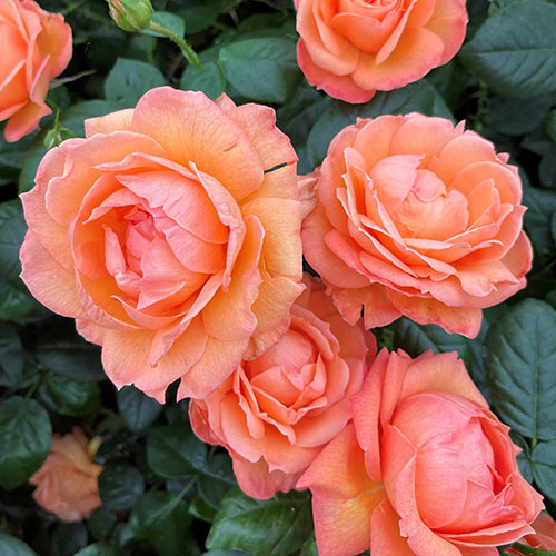Gift Wrapped Harkness Rose Lady Marmalade �