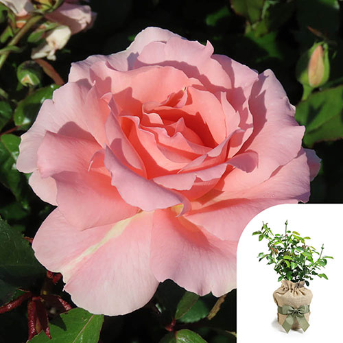 Gift Wrapped Harkness Rose LAimant Rose �
