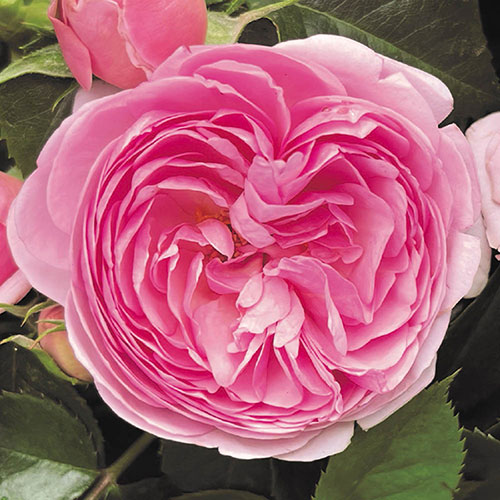 Gift Wrapped Harkness The Menopause Charity Rose Gift Wrapped Harkness The Menopause Charity Rose