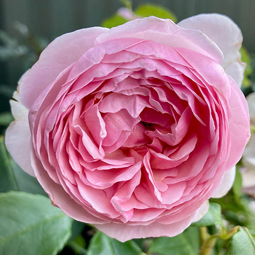 Gift Wrapped Harkness The Menopause Charity Rose Gift Wrapped Harkness The Menopause Charity Rose