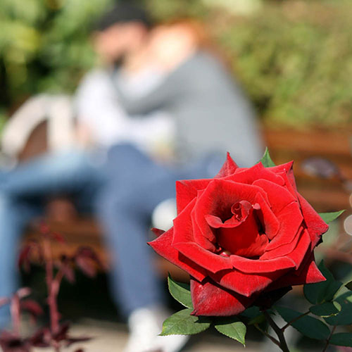 Gift Wrapped Rose of the Year 2018 Lovestruck