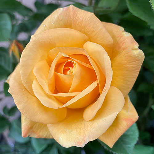 Gift Wrapped Harkness Rose A Faithful Friend