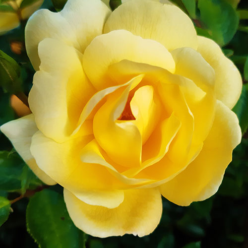 Gift Wrapped Harkness Rose Margarette Golding Gift Wrapped Harkness Rose Margarette Golding