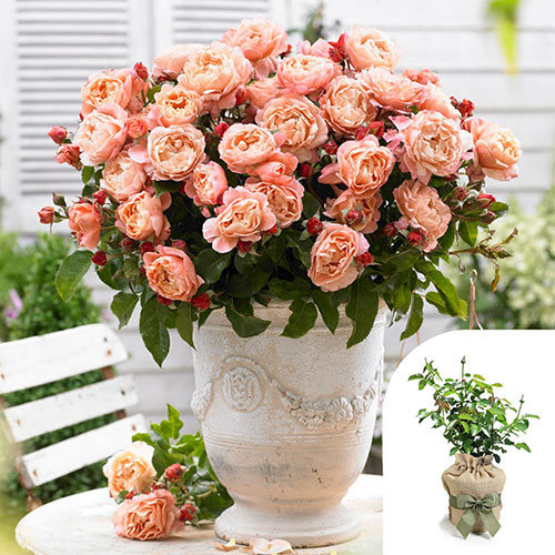 Gift Wrapped Harkness Rose Marie Curie