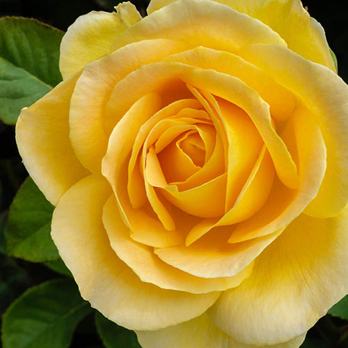 Gift Wrapped Harkness Rose Our John �