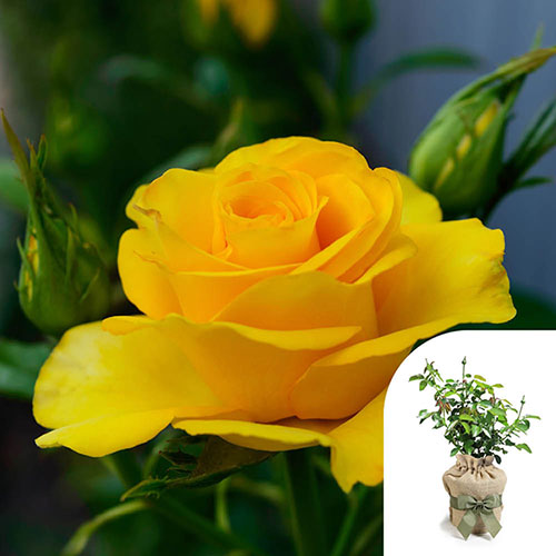 Gift Wrapped Harkness Rose You Are My Sunshine �