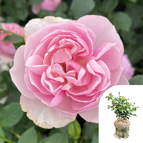 Gift Wrapped Harkness Rose Thank You ™ Gift Wrapped Harkness Rose Thank You ™