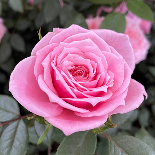 Gift Wrapped Harkness Rose Jennifer Rose Sell