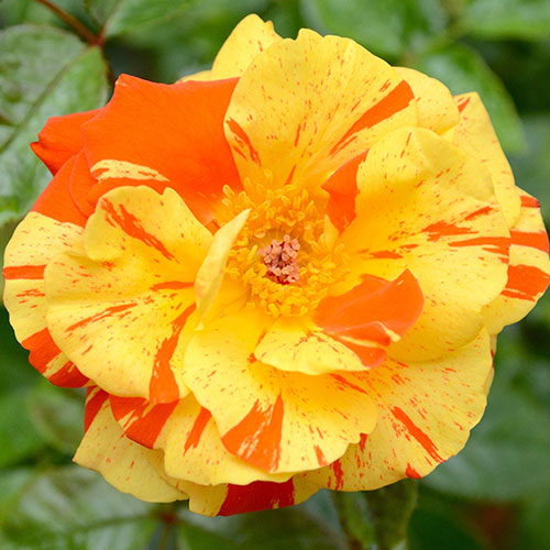 Gift Wrapped Rose Oranges and Lemons Papagena