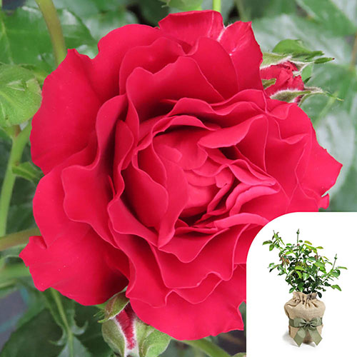 Gift Wrapped Harkness Rose Special Grandad �