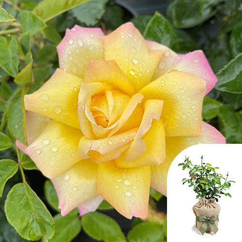 Gift Wrapped Rose Peace