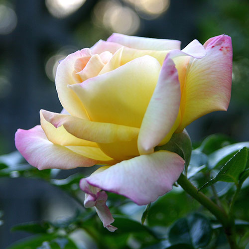 Gift Wrapped Rose Peace