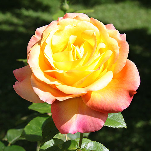 Gift Wrapped Rose Peace