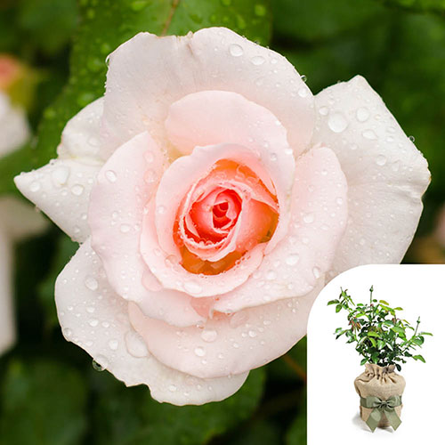 Gift Wrapped Harkness Rose Congratulations �