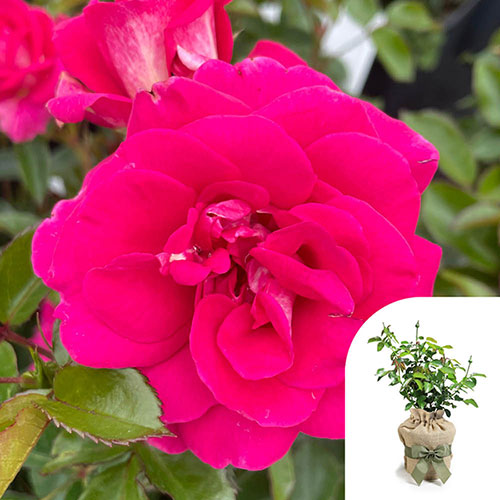 Gift Wrapped Harkness Rose Perfect Match ® Gift Wrapped Harkness Rose Perfect Match ®