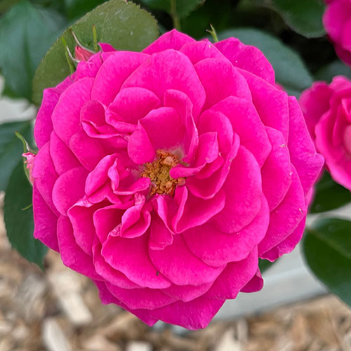 Gift Wrapped Harkness Rose Perfect Match ® Gift Wrapped Harkness Rose Perfect Match ®