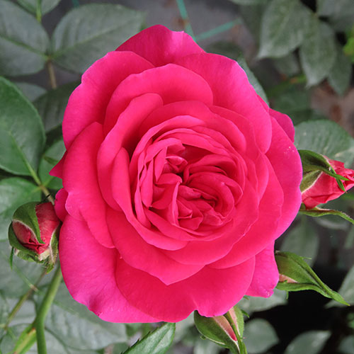 Gift Wrapped Harkness Rose Perfect Match ® Gift Wrapped Harkness Rose Perfect Match ®