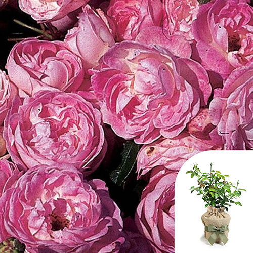 Gift Wrapped Harkness Rose Pearl Wedding 30th Anniversary �