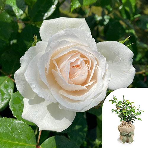 Gift Wrapped Harkness Rose Cotton Wedding 2nd Anniversary ® Gift Wrapped Harkness Rose Cotton Wedding 2nd Anniversary ®