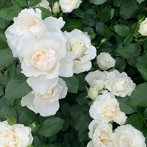 Gift Wrapped Harkness Rose With Love ™ Gift Wrapped Harkness Rose With Love ™