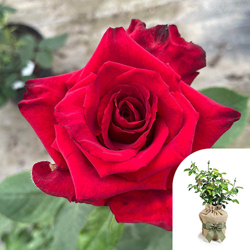 Gift Wrapped Harkness Rose Pride of England