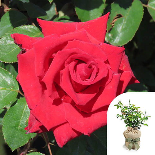 Gift Wrapped Harkness The England Rugby Rose Gift Wrapped Harkness The England Rugby Rose