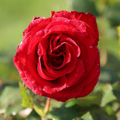 Gift Wrapped Harkness The England Rugby Rose Gift Wrapped Harkness The England Rugby Rose