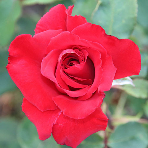 Gift Wrapped Harkness The England Rugby Rose Gift Wrapped Harkness The England Rugby Rose