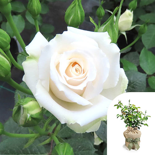 Gift Wrapped Harkness Rose Happy Birthday White ™ Gift Wrapped Harkness Rose Happy Birthday White ™