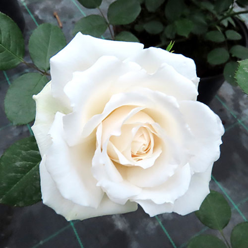 Gift Wrapped Harkness Rose Happy Birthday White ™ Gift Wrapped Harkness Rose Happy Birthday White ™
