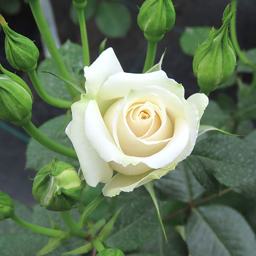 Gift Wrapped Harkness Rose Diana, Princess of Wales