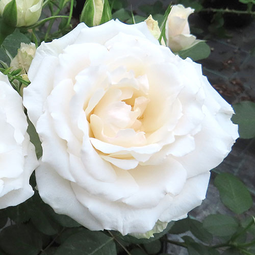 Gift Wrapped Harkness Rose Your Wedding Day �