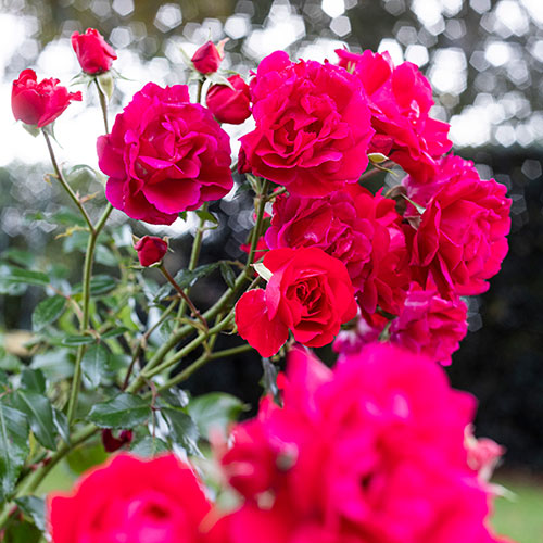 Gift Wrapped Harkness Rose Raspberry Royale