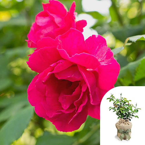 Gift Wrapped Harkness Rose Special Son �