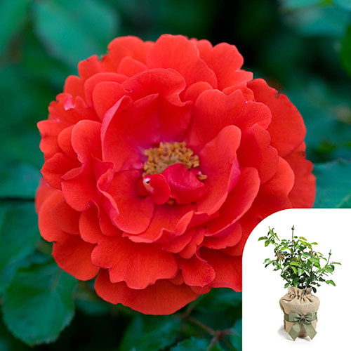 Gift Wrapped Harkness Rose Remembrance �