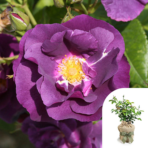 Gift Wrapped Rose Rhapsody in Blue